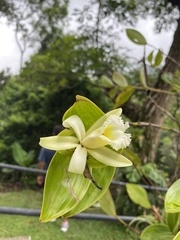 Sobralia macrophylla