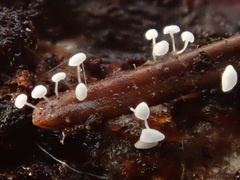 Antinoa pulchella