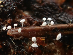 Antinoa pulchella