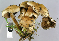 Hebeloma ischnostylum