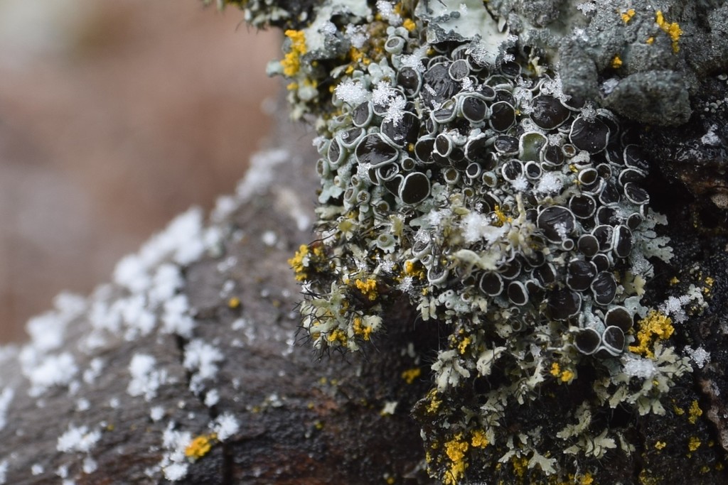 rosette lichens from South Addition, Anchorage, AK, USA on November 06