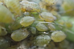 Lipaphis pseudobrassicae