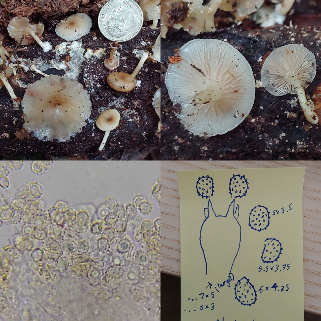 Lepistella