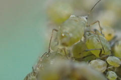 Lipaphis pseudobrassicae