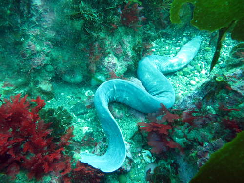 Blind eel (Eptatretus cirrhatus) — Myxinidae — 4