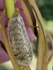 Megalopyge opercularis