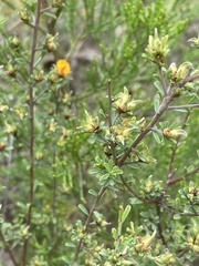 Pultenaea largiflorens