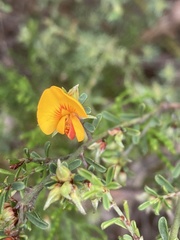 Pultenaea largiflorens