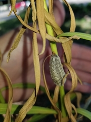 Megalopyge opercularis