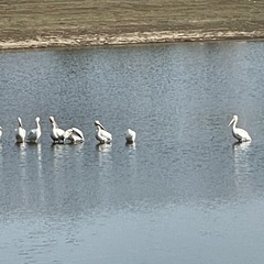 Pelecanus erythrorhynchos