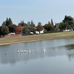 Pelecanus erythrorhynchos