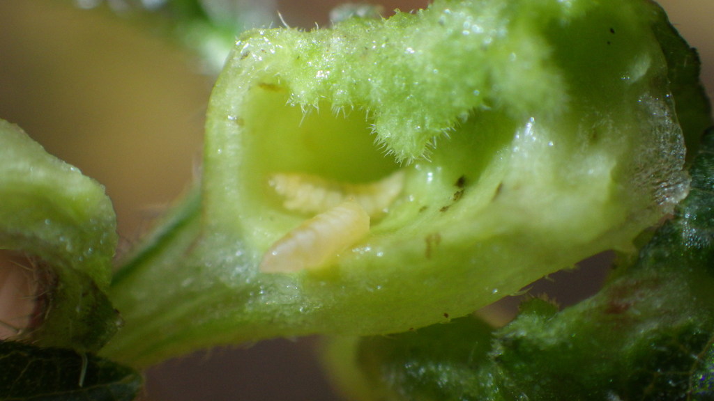Nettle Pouch Gall Midge