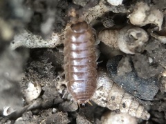 Porcellio gallicus