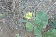Lipaphis pseudobrassicae