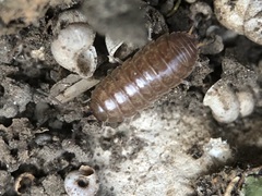 Porcellio gallicus