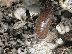 Porcellio gallicus