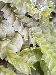 Chiloscyphus pallescens