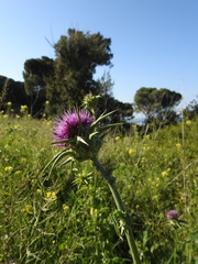 Silybum marianum