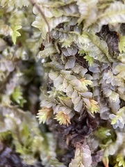 Chiloscyphus pallescens