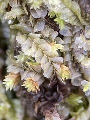 Chiloscyphus pallescens