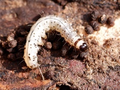 Scolecocampa liburna