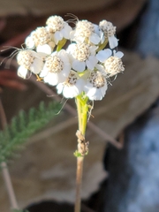 Achillea millefolium borealis