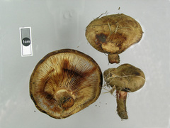 Paxillus cuprinus