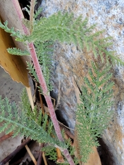 Achillea millefolium borealis