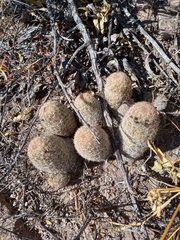 Escobaria chihuahuensis