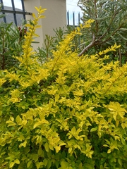 Forestiera ligustrina