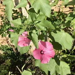 Malva trimestris