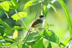 Prinia hodgsonii