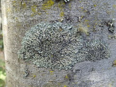 Hypotrachyna spumosa