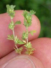 Alchemilla occidentalis