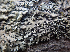 Hypotrachyna spumosa