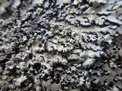 Hypotrachyna spumosa