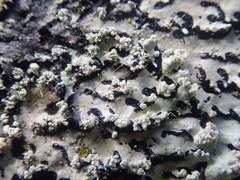 Hypotrachyna spumosa