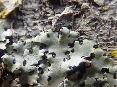 Hypotrachyna spumosa