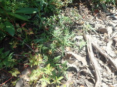 Prunella × intermedia