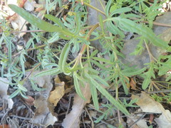 Prunella × intermedia