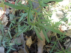 Prunella × intermedia