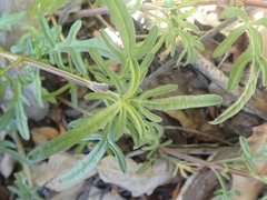 Prunella × intermedia