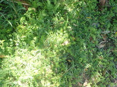 Prunella × intermedia