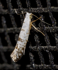Argyresthia thuiella