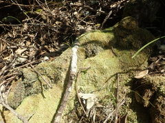 Cladonia glebosa