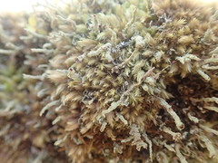 Cladonia glebosa