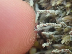 Cladonia glebosa
