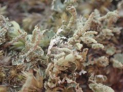 Cladonia glebosa