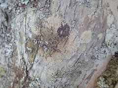 Hypotrachyna imbricatula