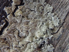 Hypotrachyna imbricatula